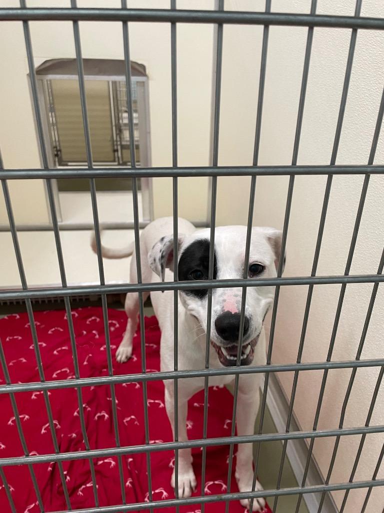 PayDay, Adoptable, Adult Female Mixed Breed.