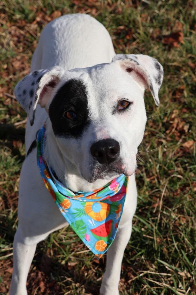 Enlarge PayDay, a Adoptable mixed breed in Columbia, TN image 2/2