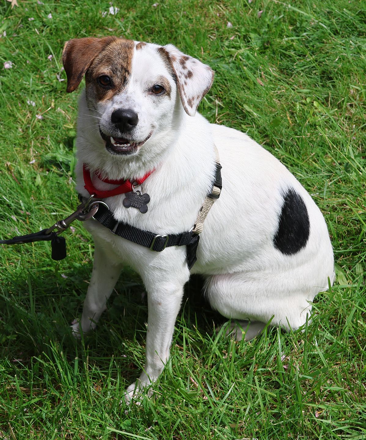 Enlarge Tuqui, an adopted mixed breed in Harrison, NY image 2/5