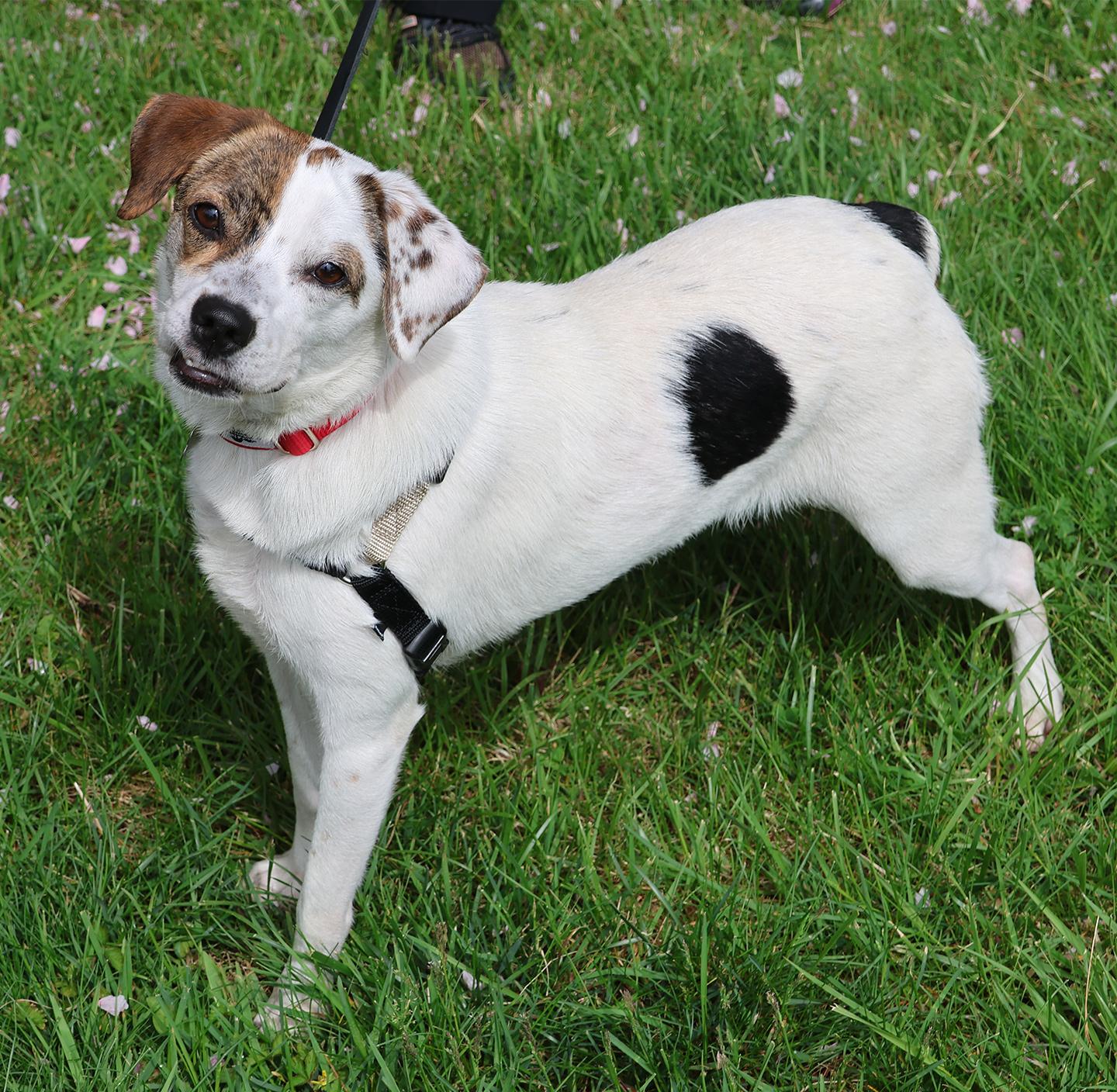 Enlarge Tuqui, an adopted mixed breed in Harrison, NY image 4/5