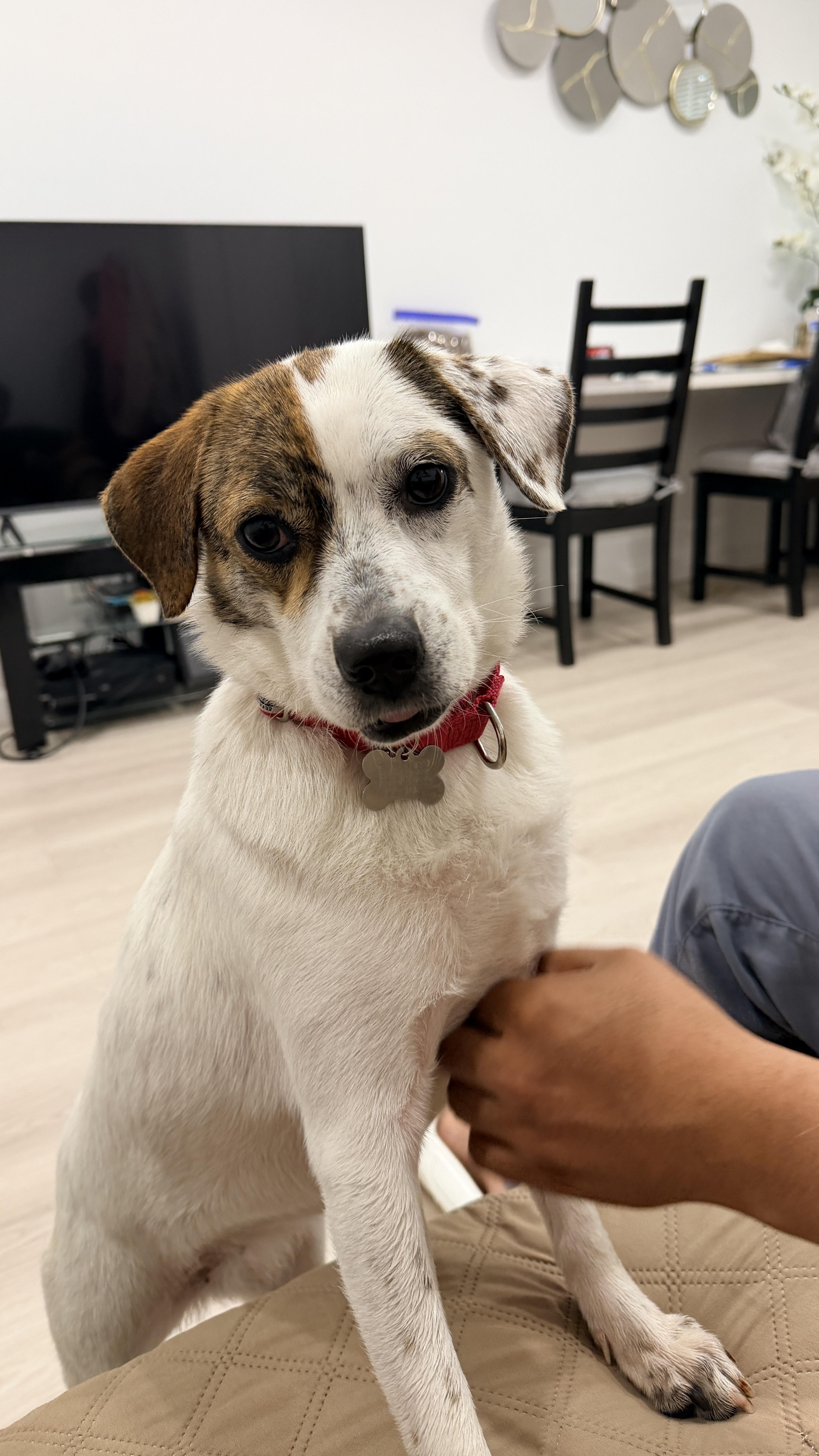 Tuqui, adopted, Young Female Jack Russell Terrier.