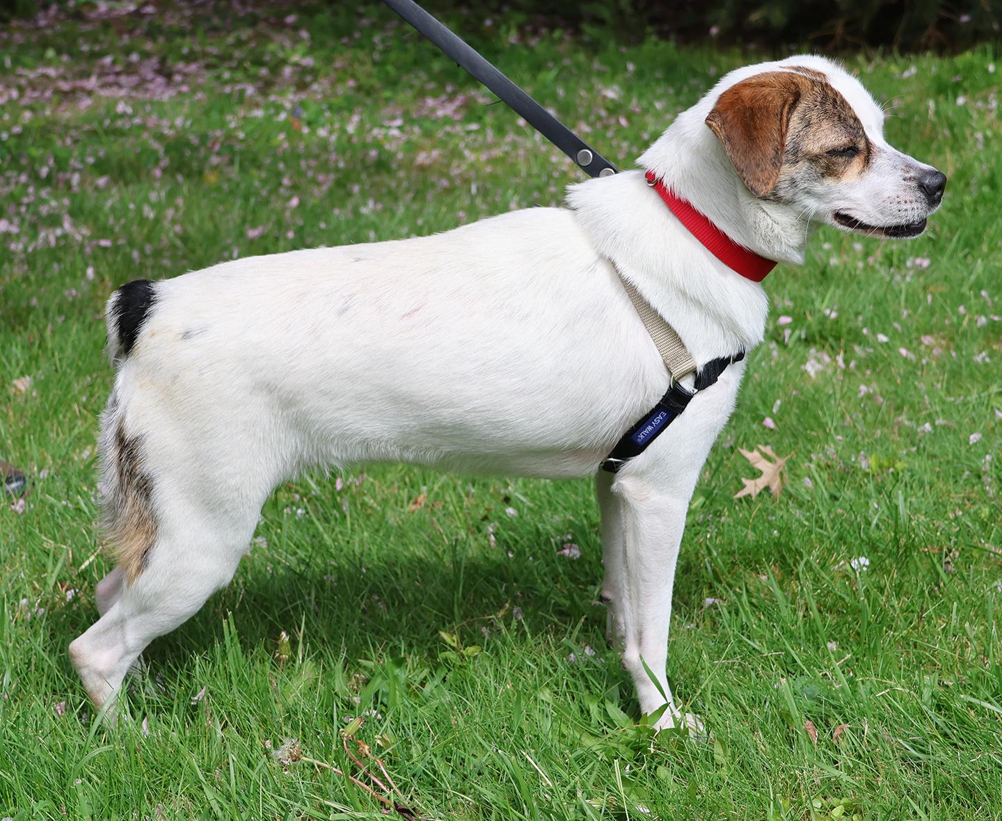 Enlarge Tuqui, an adopted mixed breed in Harrison, NY image 3/5