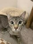 Daisy, Adoptable, Young Female Domestic Short Hair.