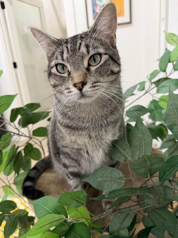 Daisy, Adoptable, Young Female Domestic Short Hair.