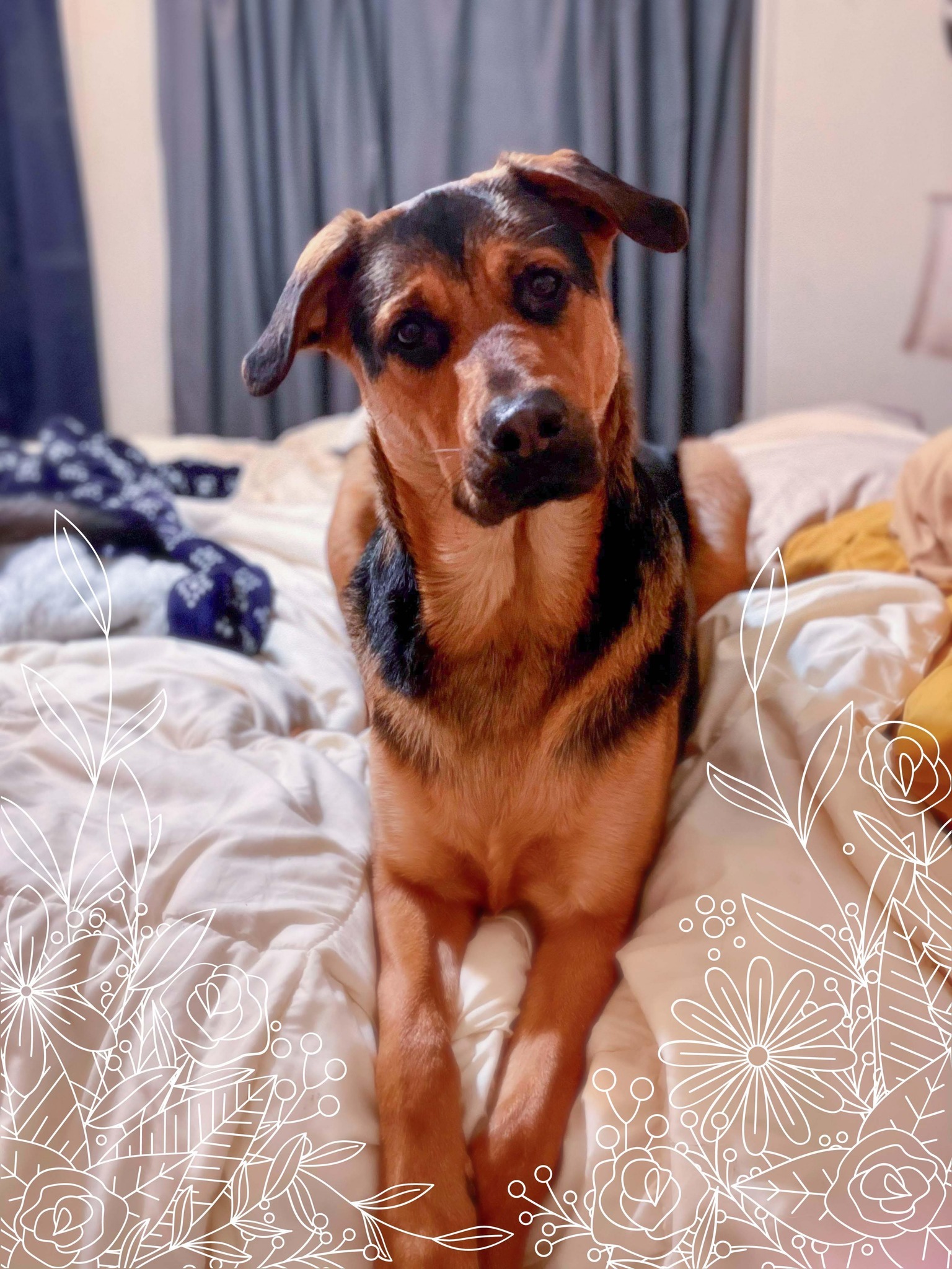Hickory, Young Male Rottweiler
