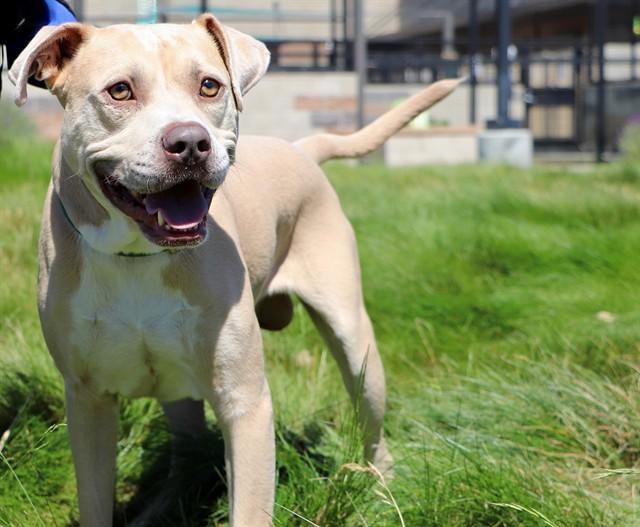 STERLING, Adoptable, Young Male Pit Bull Terrier & Mixed Breed.
