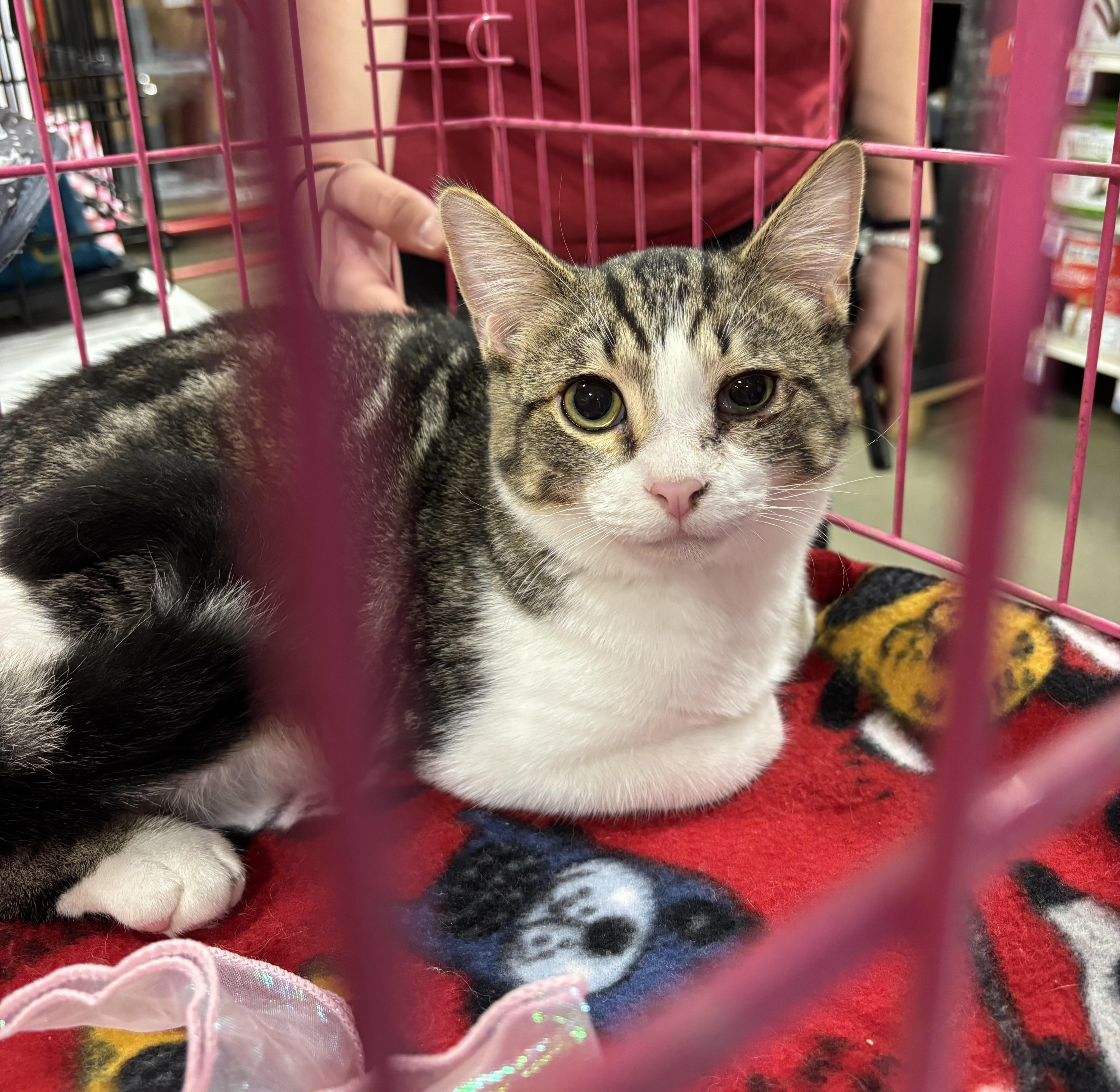 Enlarge Beanie (pse), a ADOPTABLE Domestic Short Hair in Simpsonville, SC image 1/2