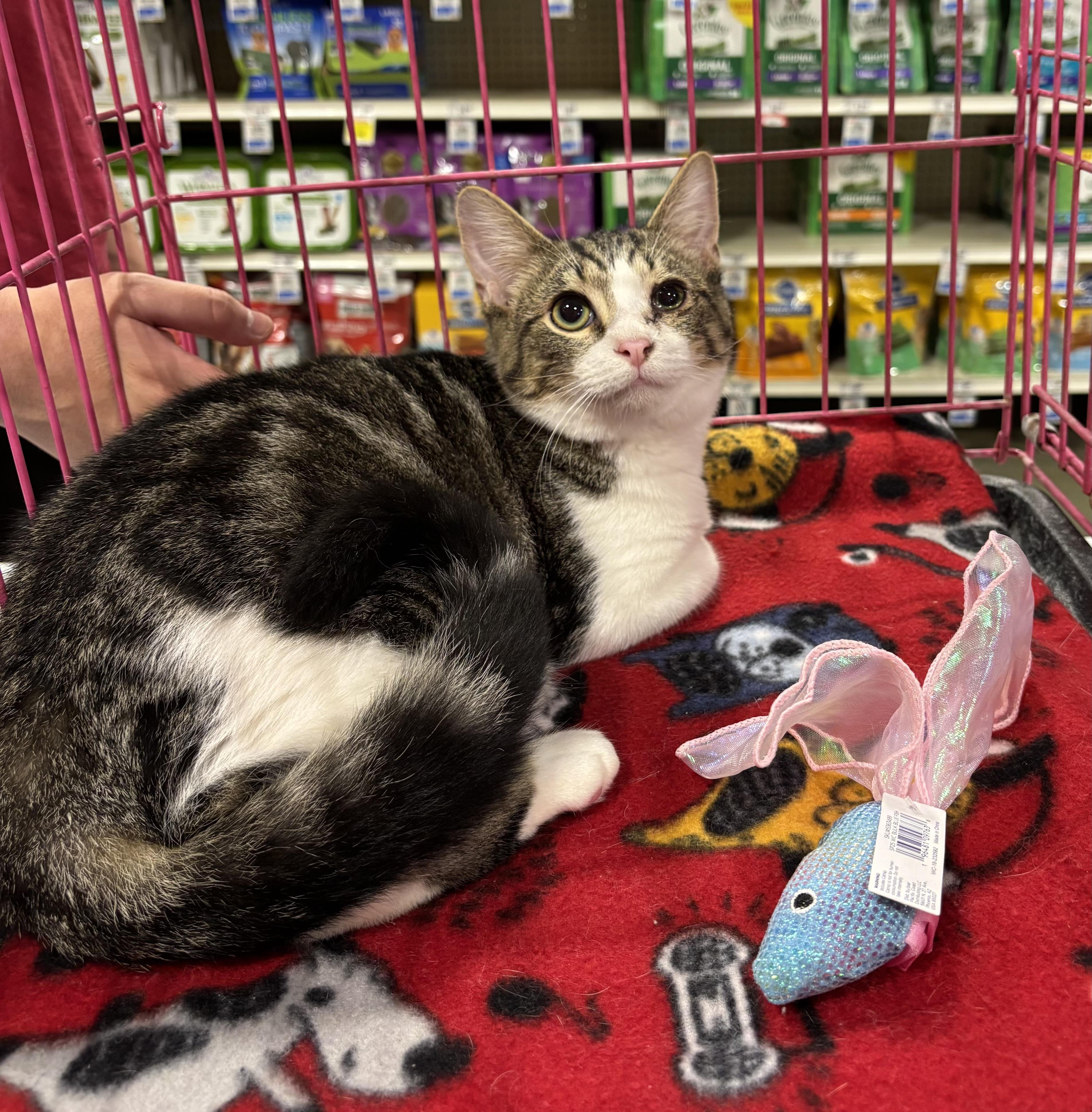 Enlarge Beanie (pse), a ADOPTABLE Domestic Short Hair in Simpsonville, SC image 2/2