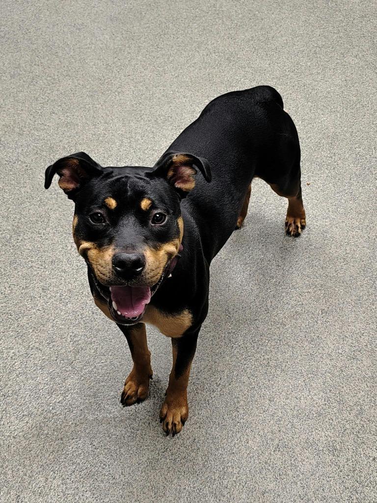 Enlarge RAMONA, a Adoptable Pit Bull Terrier in Fremont, OH image 2/2