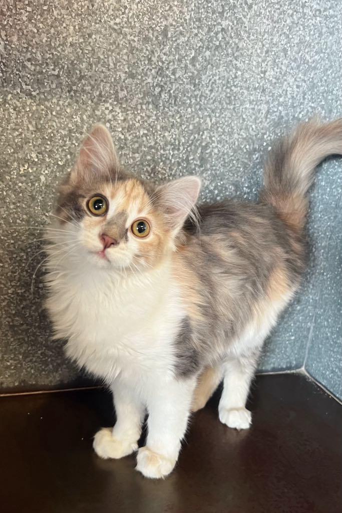 Kang, Young Female Domestic Medium Hair