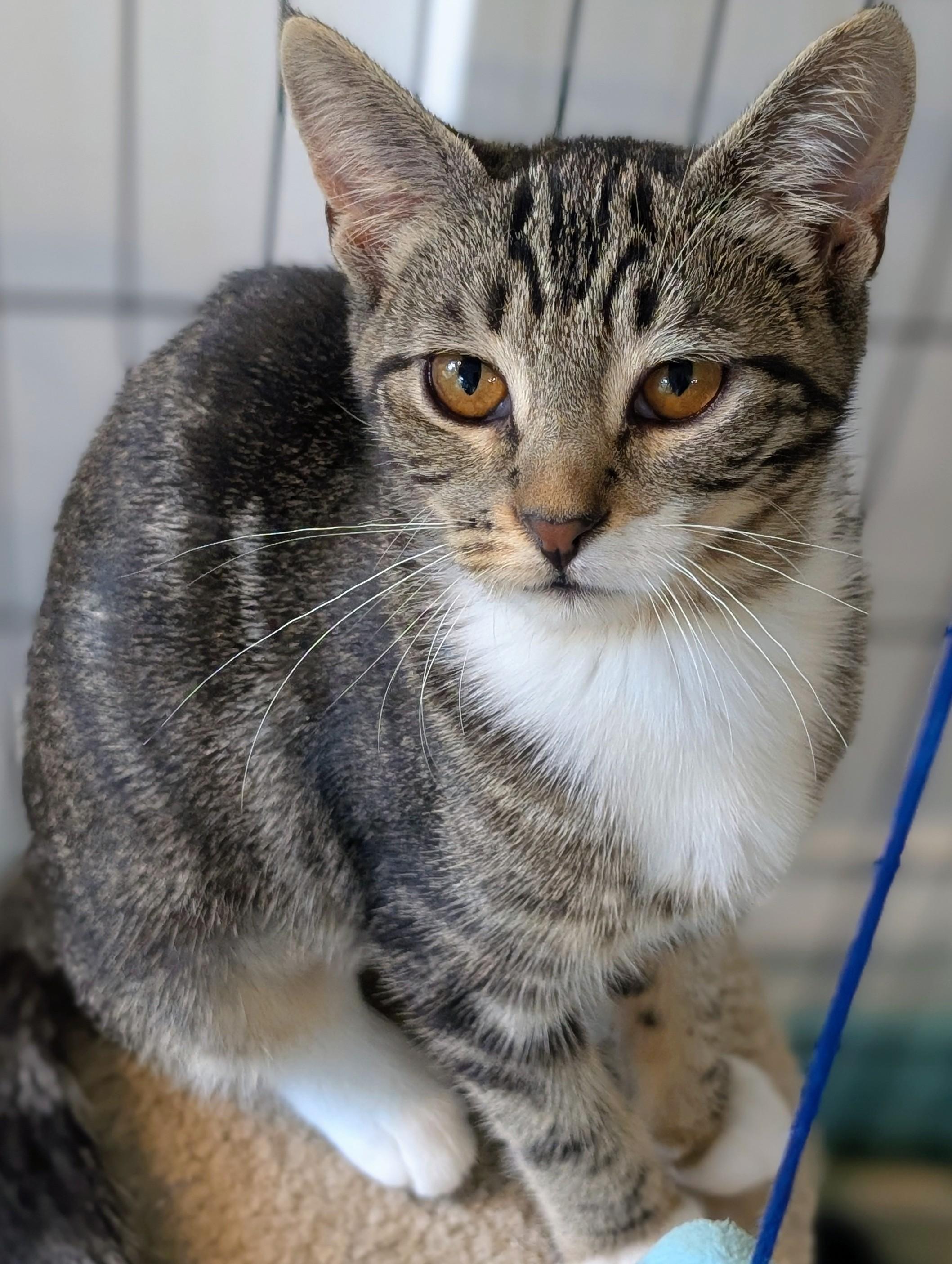 Enlarge Empire, a Adoption Pending Domestic Short Hair in Johnsburg, IL image 3/5