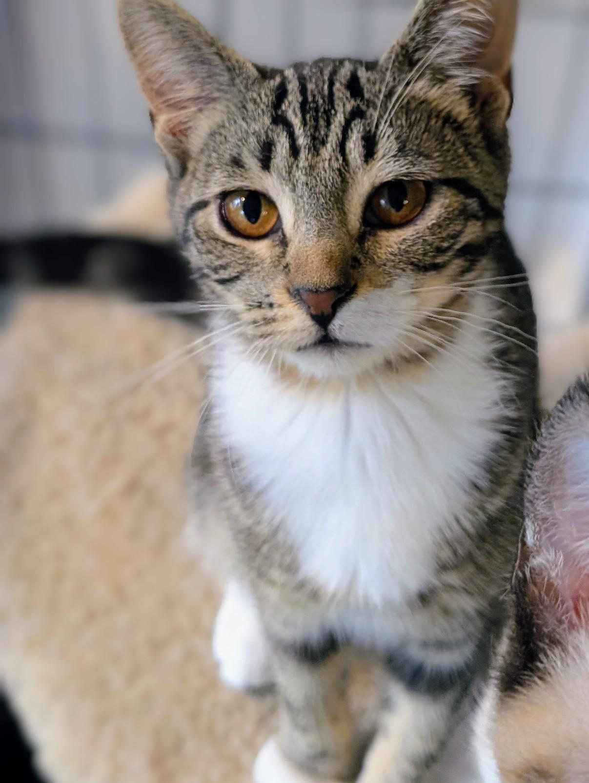Enlarge Empire, a Adoption Pending Domestic Short Hair in Johnsburg, IL image 4/5