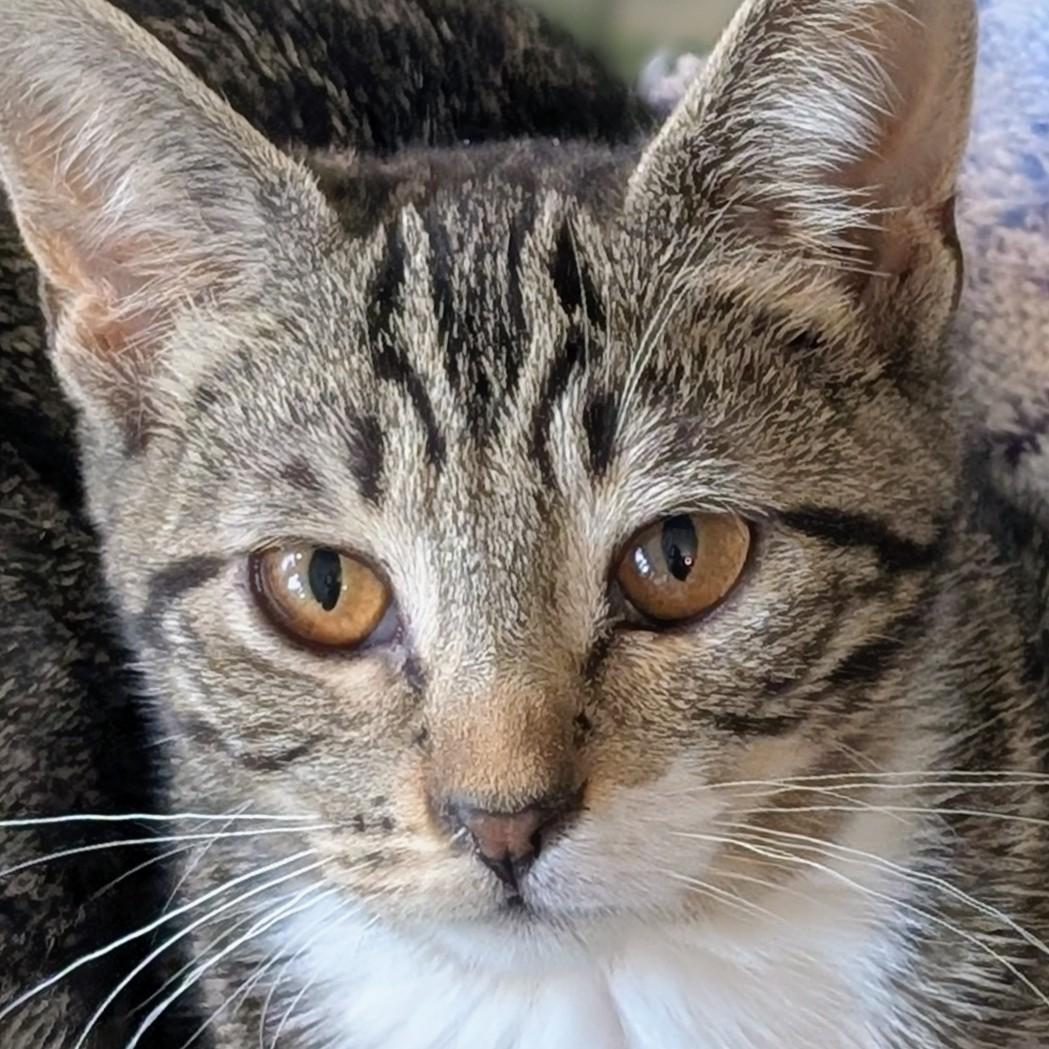 Enlarge Empire, a Adoption Pending Domestic Short Hair in Johnsburg, IL image 5/5
