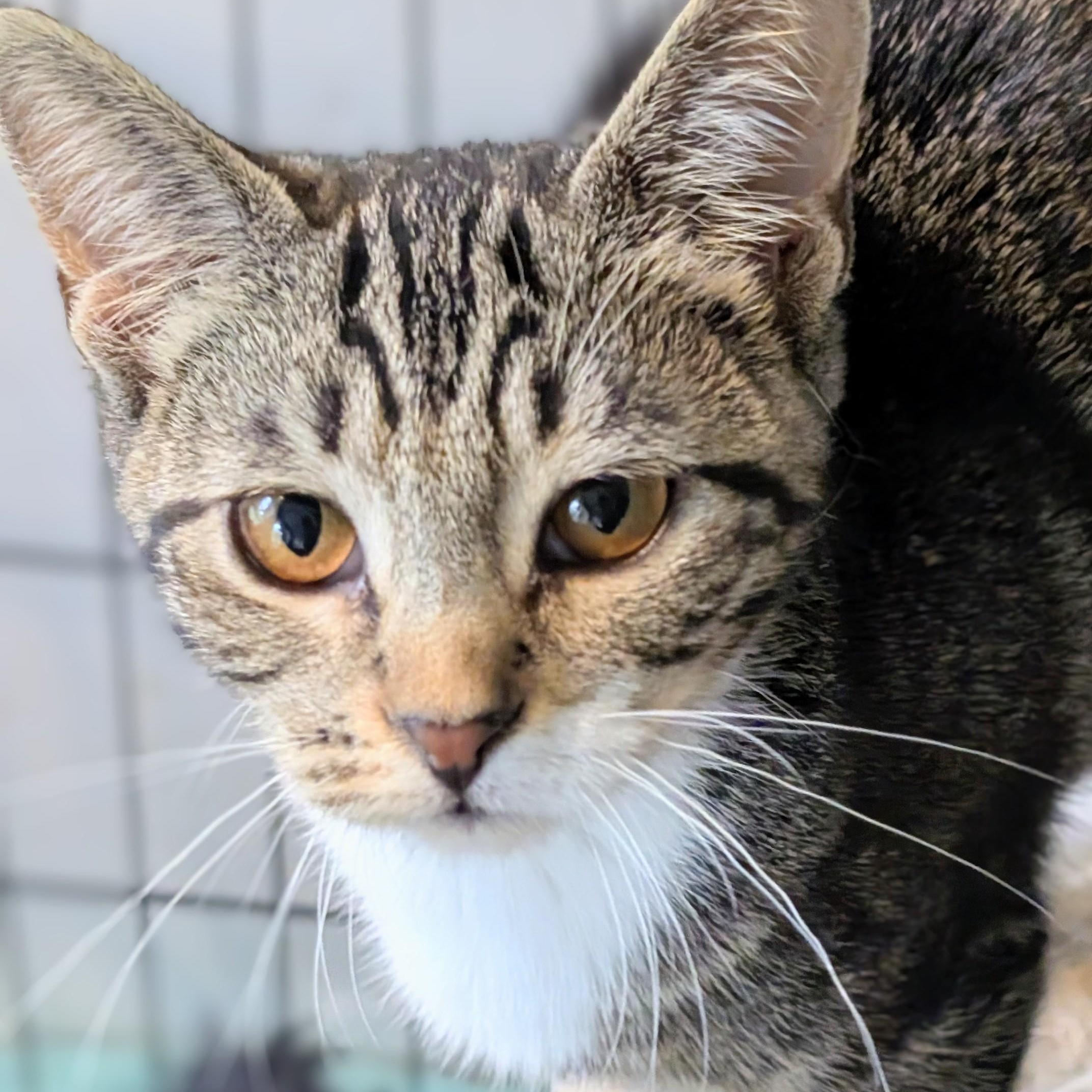 Enlarge Empire, a Adoption Pending Domestic Short Hair in Johnsburg, IL image 2/5