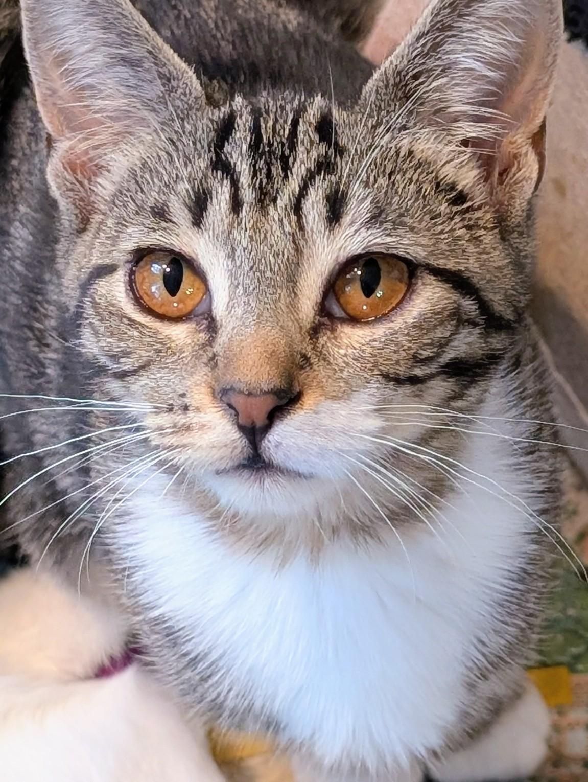 Empire, Adoptable, Kitten Female Domestic Short Hair.
