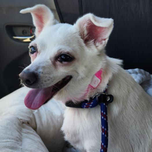 Enlarge Toy, a Adoptable Chihuahua in Pahrump, NV image 1/1