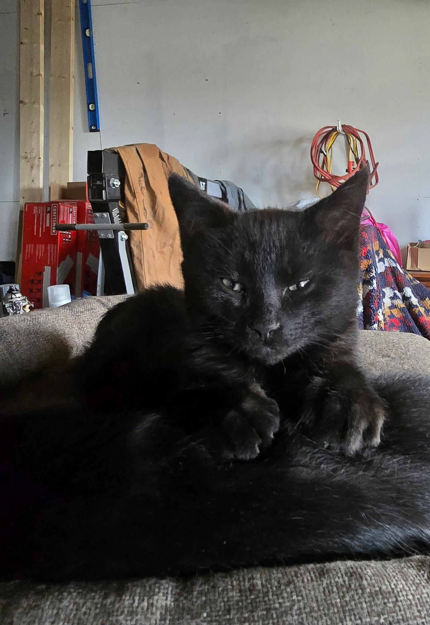 Chocolate, an adoptable Domestic Short Hair in Coalhurst, AB, T0L 0V0 | Photo Image 1