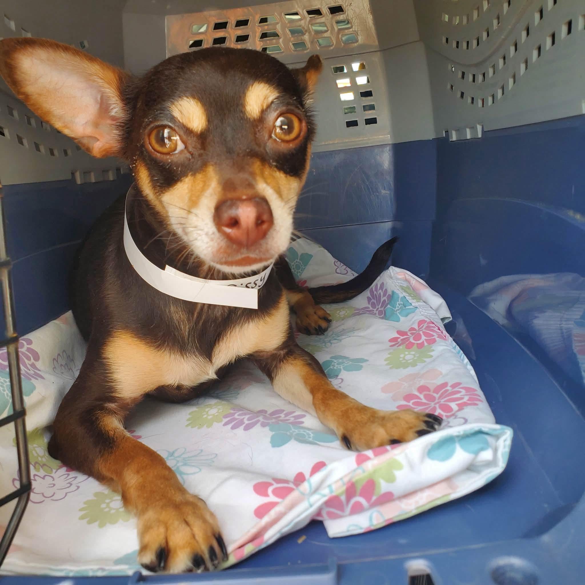 Sissy, adopted, Adult Female Miniature Pinscher.