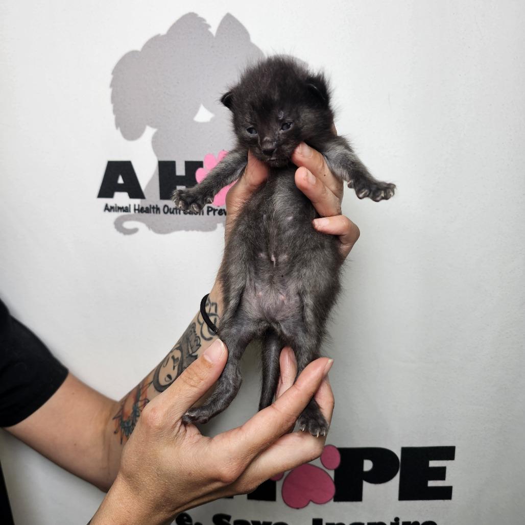 Jerky, a Adoptable mixed breed in Milton, FL image 1/2