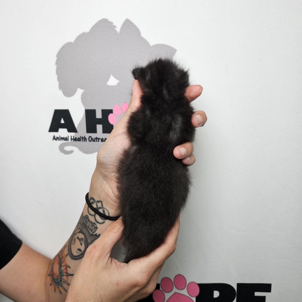 Jerky, a Adoptable mixed breed in Milton, FL image 2/2