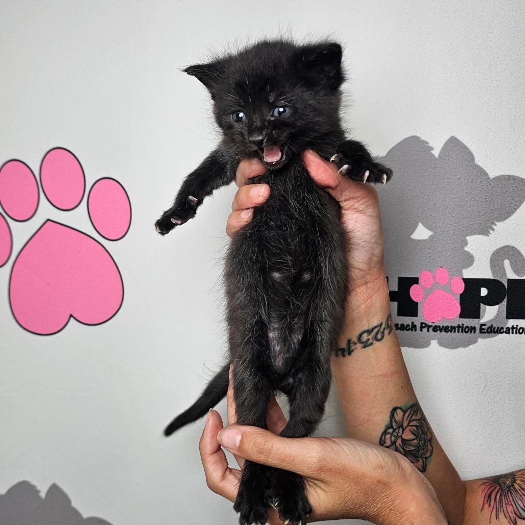 Jerky, a Adoptable mixed breed in Milton, FL image 5/5