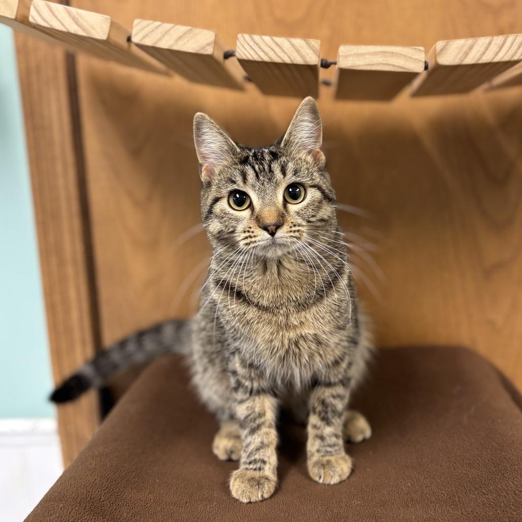 Wisteria***ADOPTION PENDING***, Adoptable, Young Female Domestic Short Hair.