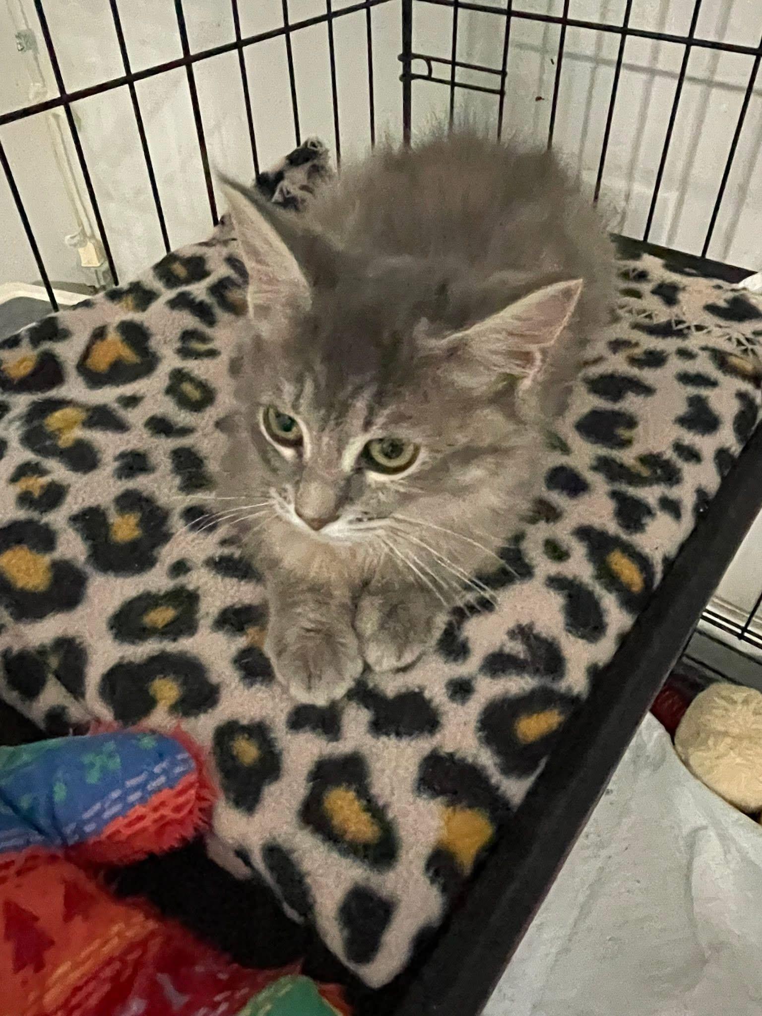 Bevina OR14195-T, adopted, Kitten Female Domestic Medium Hair.