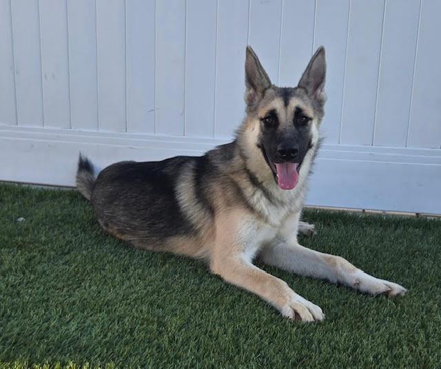 Mischa, a Adopted German Shepherd Dog in Newport Beach, CA image 2/3
