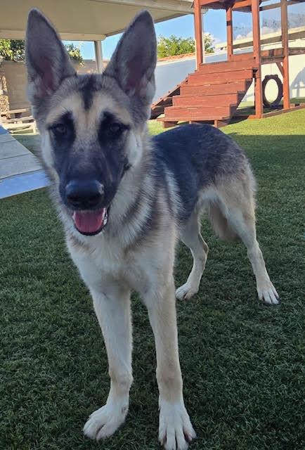 Mischa, a Adopted German Shepherd Dog in Newport Beach, CA image 3/3