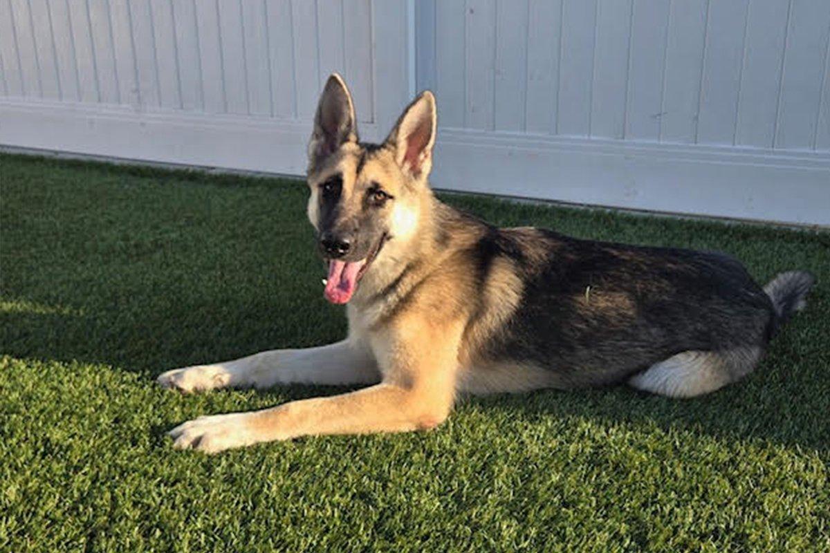 Mischa, a Adopted German Shepherd Dog in Newport Beach, CA image 1/3