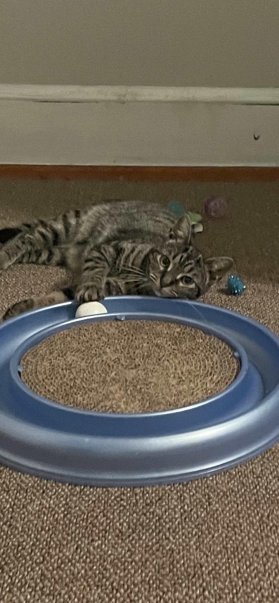 Opal, a Adoptable mixed breed in Fountain Inn, SC image 2/6