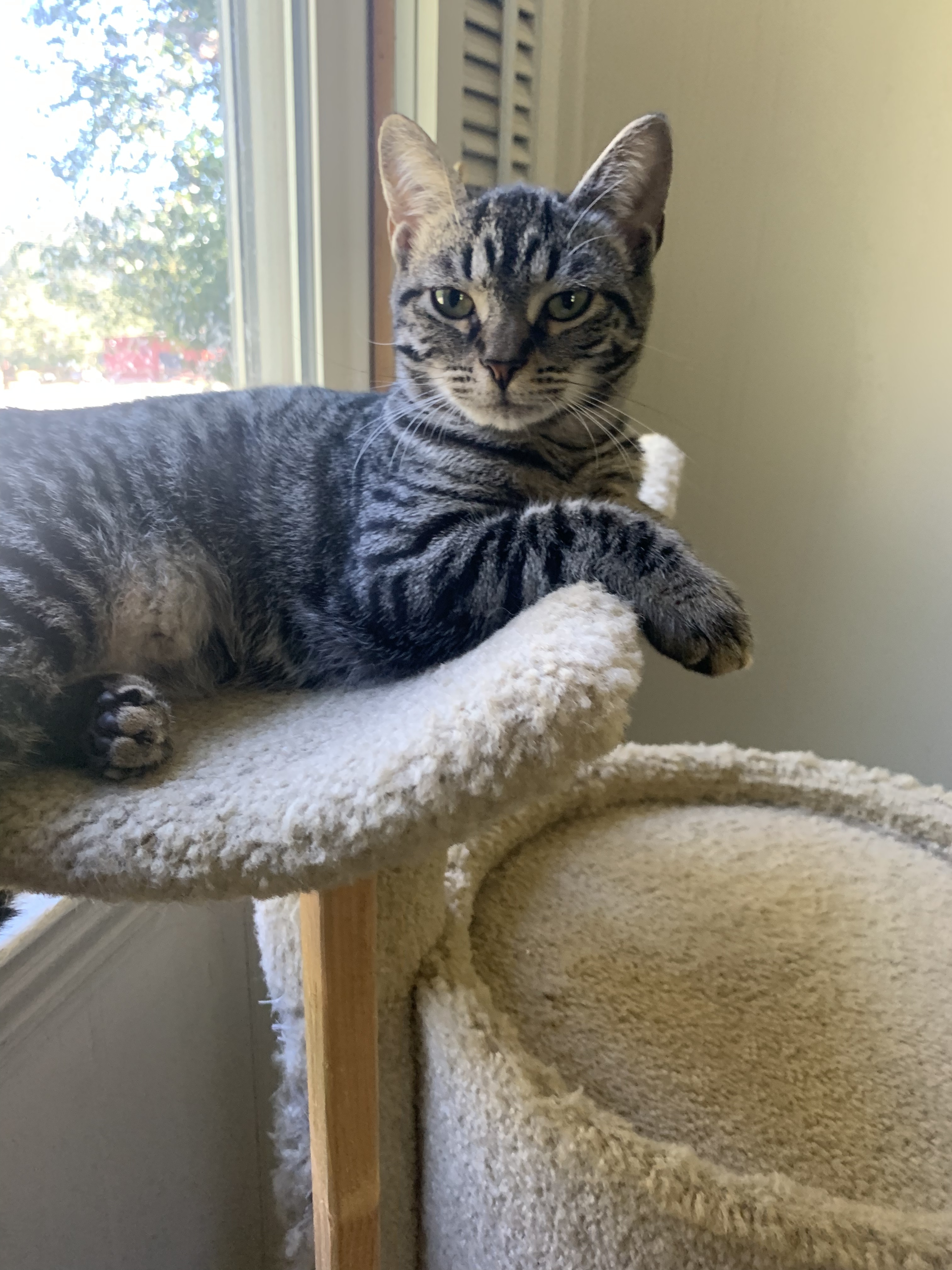 Opal, Adoptable, Adult Female Tabby & Domestic Short Hair.