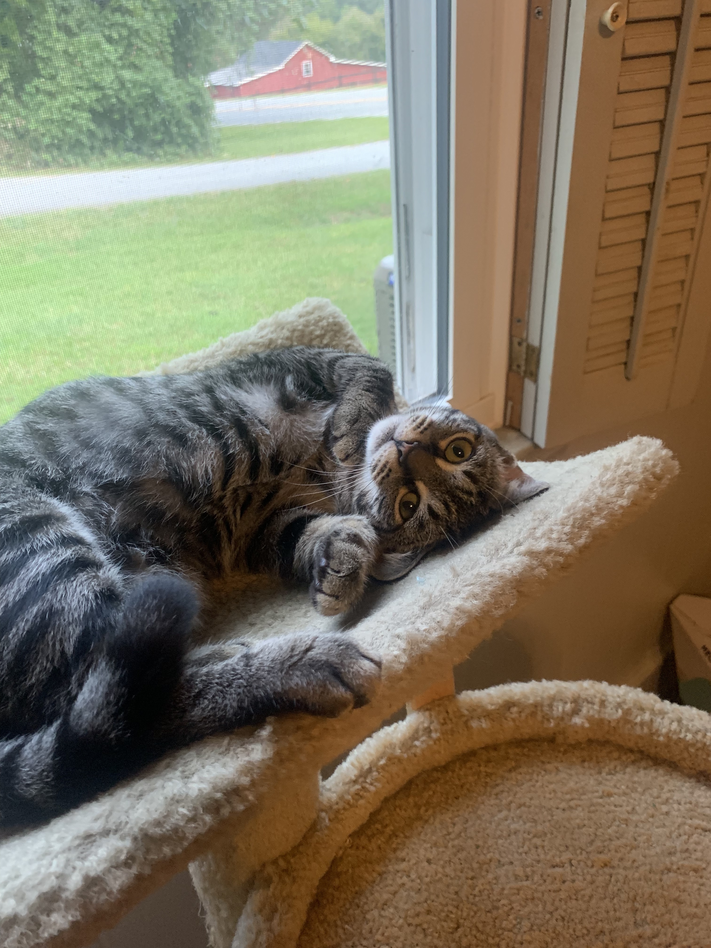 Opal, a Adoptable mixed breed in Fountain Inn, SC image 3/6