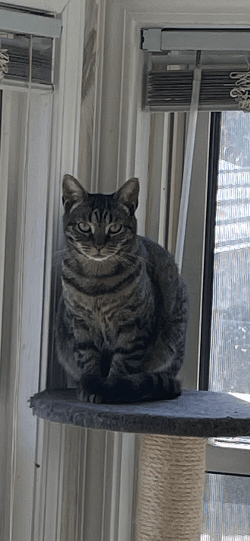 Opal, a Adoptable mixed breed in Fountain Inn, SC image 4/6