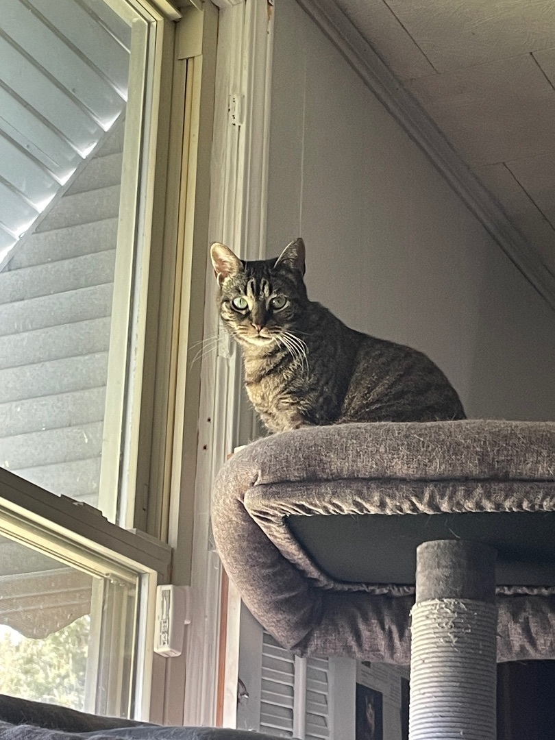 Opal, a Adoptable mixed breed in Fountain Inn, SC image 5/6