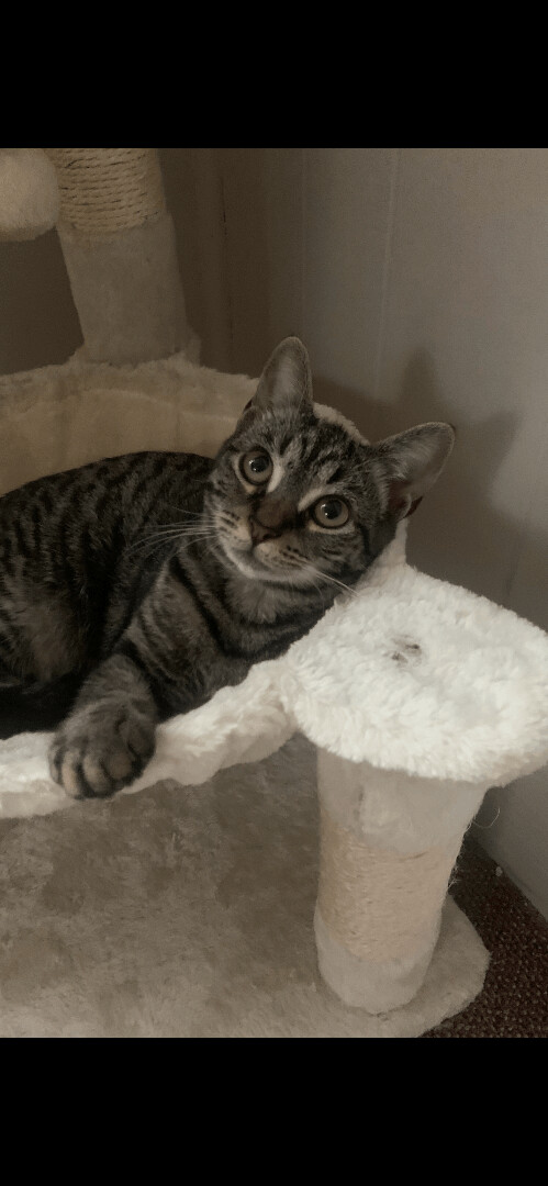 Opal, a Adoptable mixed breed in Fountain Inn, SC image 6/6