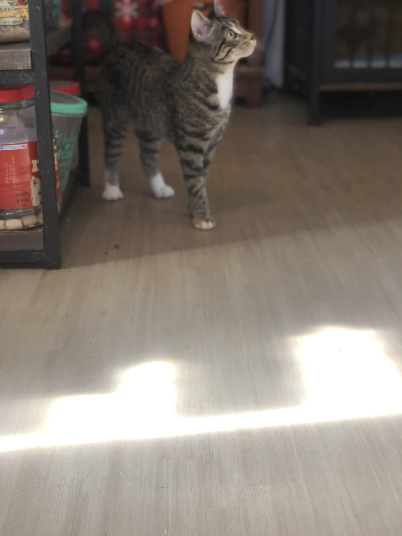 Sissy, Adoptable, Young Female Domestic Short Hair.