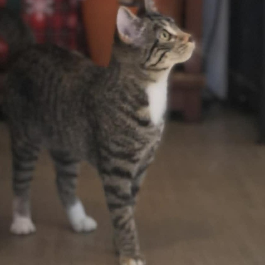 Sissy, a Adoptable Domestic Short Hair in Campton, KY image 1/6