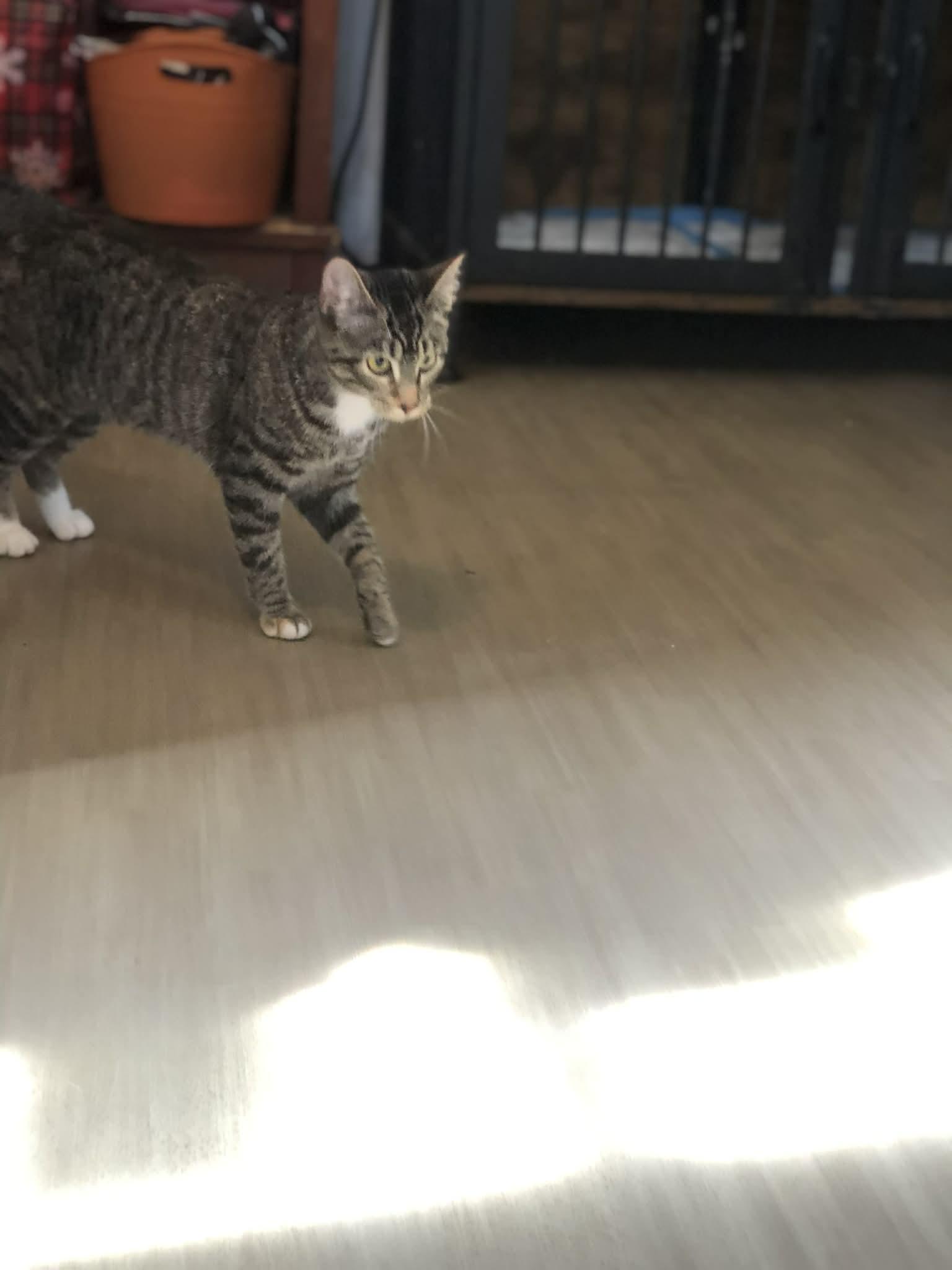 Sissy, a Adoptable Domestic Short Hair in Campton, KY image 2/6