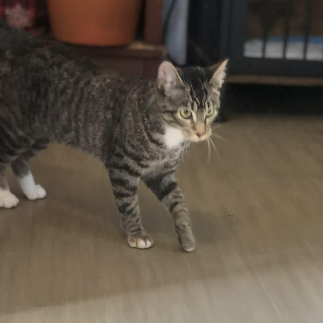 Sissy, a Adoptable Domestic Short Hair in Campton, KY image 2/6