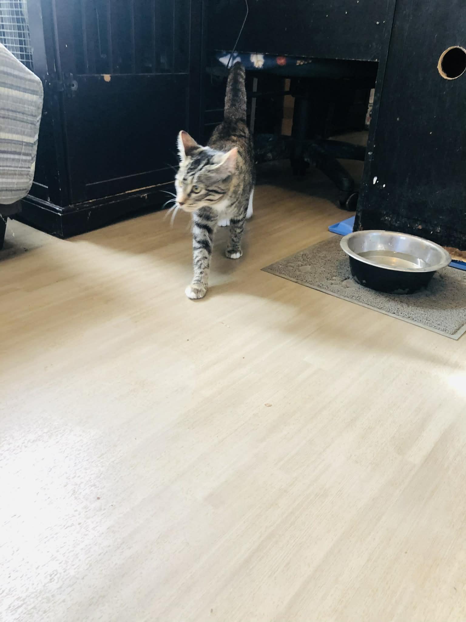 Sissy, a Adoptable Domestic Short Hair in Campton, KY image 3/6