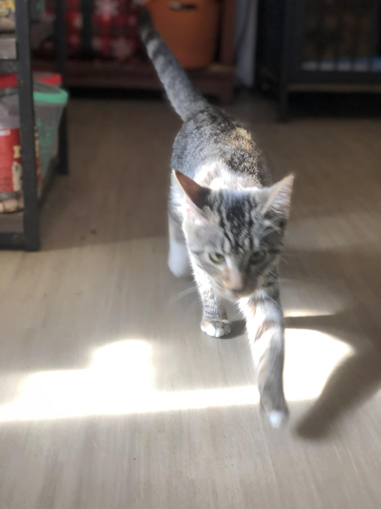 Sissy, a Adoptable Domestic Short Hair in Campton, KY image 4/6