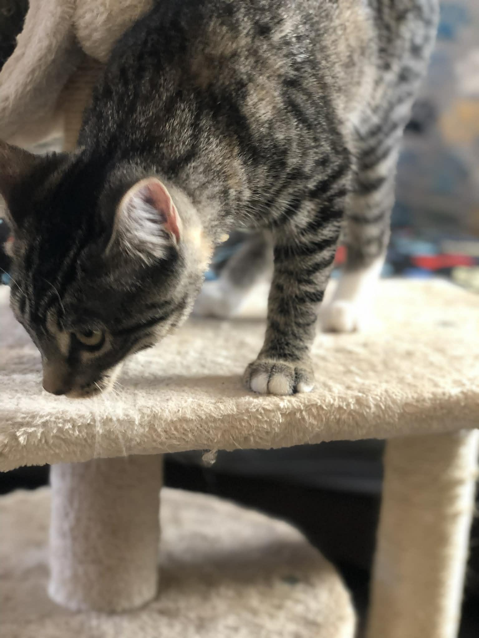 Sissy, a Adoptable Domestic Short Hair in Campton, KY image 5/6