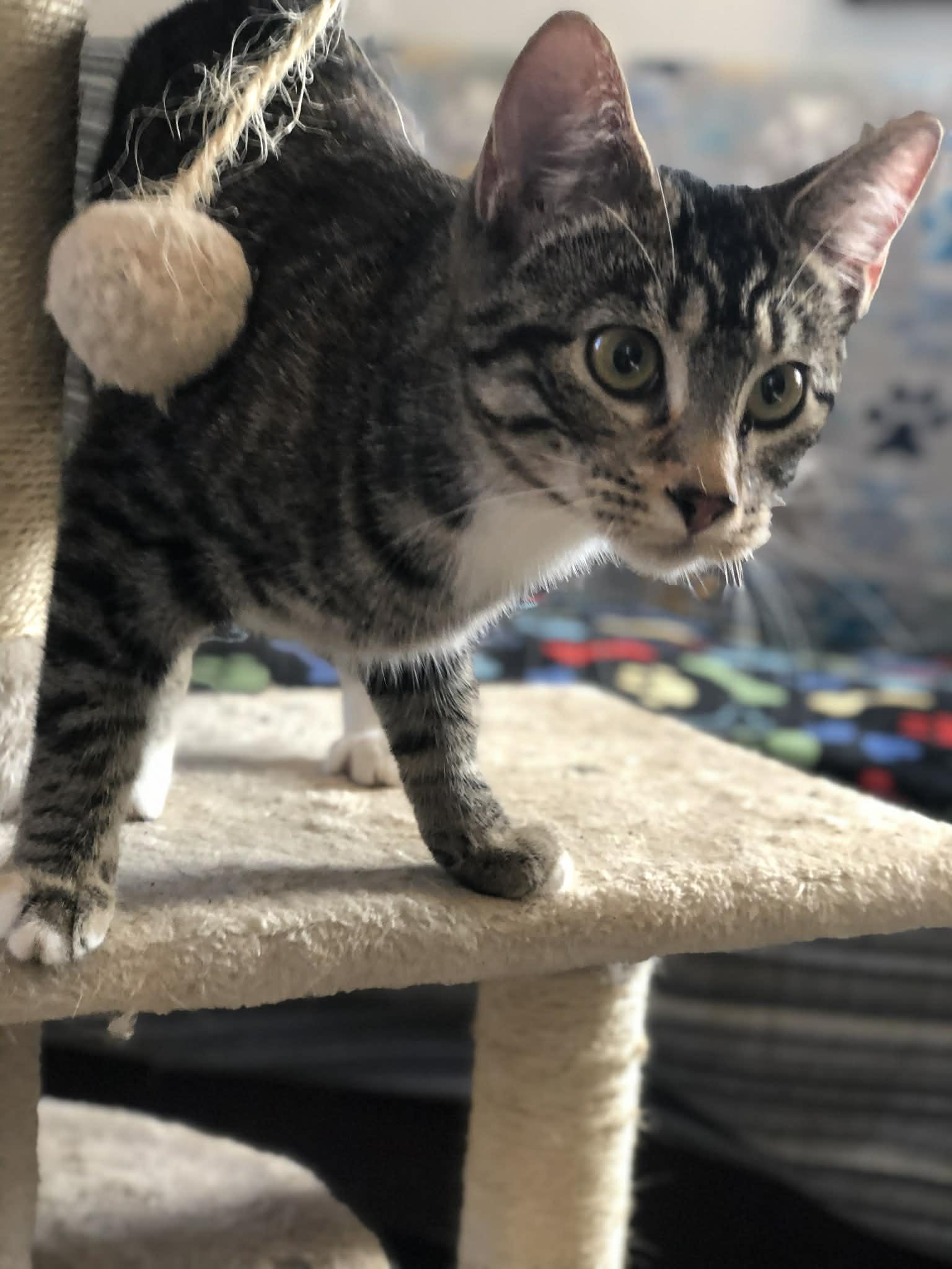 Sissy, a Adoptable Domestic Short Hair in Campton, KY image 6/6