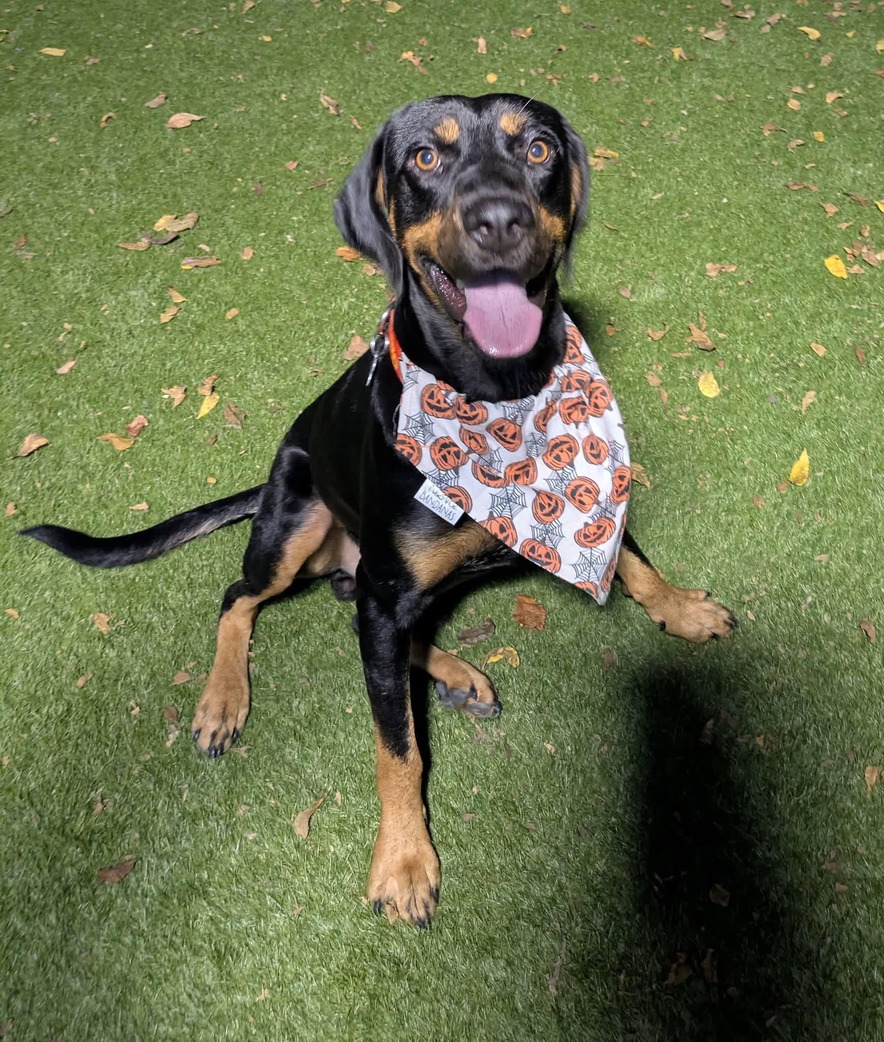 Enlarge Knight, a Adoptable mixed breed in Cedar Rapids, IA image 1/6