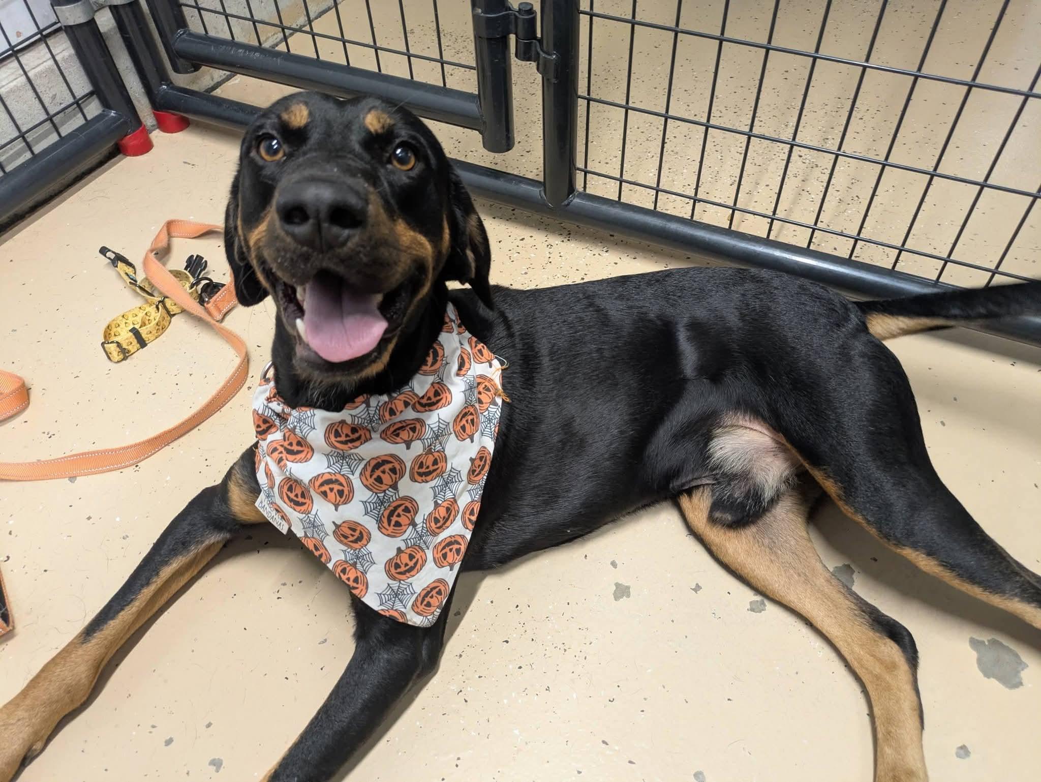 Enlarge Knight, a Adoptable mixed breed in Cedar Rapids, IA image 2/6