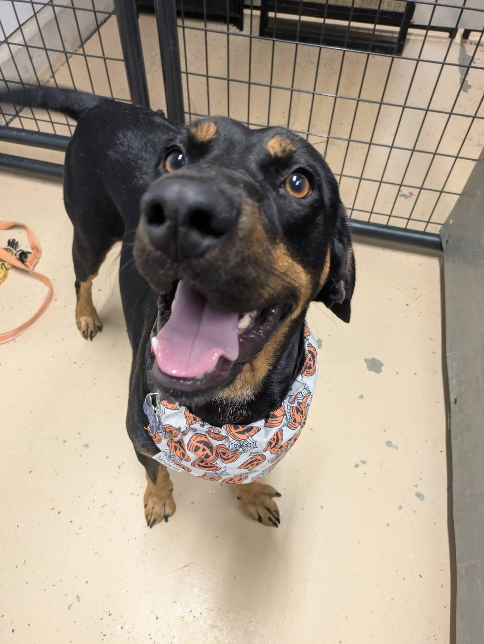 Enlarge Knight, a Adoptable mixed breed in Cedar Rapids, IA image 4/6