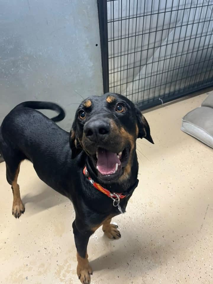 Enlarge Knight, a Adoptable mixed breed in Cedar Rapids, IA image 3/6