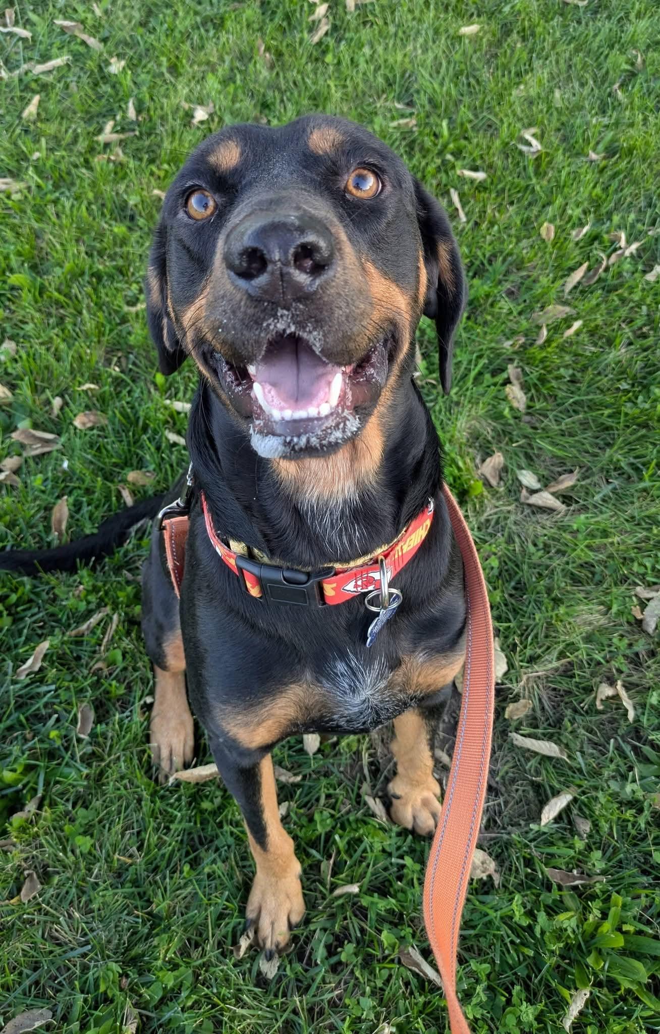 Enlarge Knight, a Adoptable mixed breed in Cedar Rapids, IA image 5/6