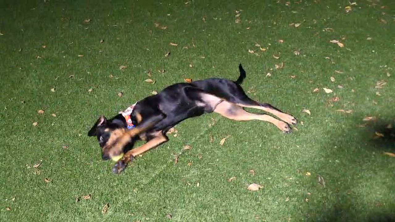 Enlarge Knight, a Adoptable mixed breed in Cedar Rapids, IA video 6/6